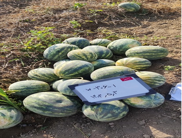 هندوانه کیمیا