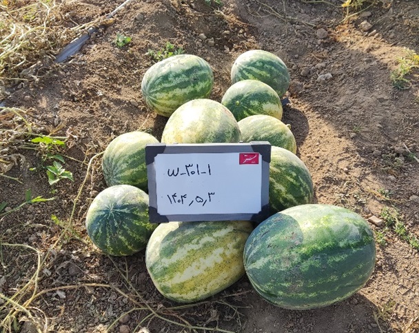 هندوانه سمن