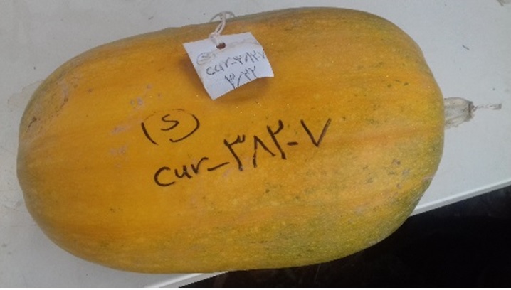 کدو آجیلی سور